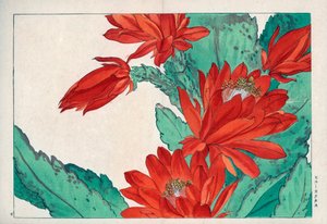 カクタス・スペシオサス（Cactus speciosus）の真紅の珍しい花。真紅のサボテンの花。谷上湖南『西洋草花図譜 春』所収、雲松堂、京都 作： Unbekannter Künstler