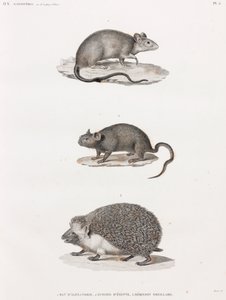 アレキサンドリアから来たネズミ；Echimis From Egypt；Eared hedgehog 作： Unbekannt