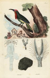 アカヒゲハナバチクイ（Nyctyornis amictus）とフナクイムシ（Plumatella fungosa）。 作： Unbekannt