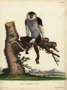 レッドシャンク・ドウク（Pygathrix nemaeus）。絶滅危惧種。Simia nemaeus Linn.Johann Sebastian Leitnerによる手彩色銅版画。Johann Christian Daniel Schreber