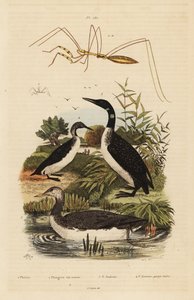 紅色のハシビロコウ（Gavia stellata）2、普通のハシビロコウ（Gavia immer）3、黒色のハシビロコウ（Gavia arctica）4、糸巻き虫（Emesini species）。 作： Unbekannt