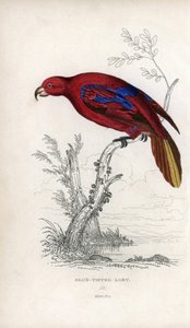 レッド・ロリ、Eos rubra。Psittacus caeruleatus。ジョン・オーデュボンのデッサンをもとにジョセフ・キッドが描いたリトグラフ：1833年にスコットランドのエディンバラで出版された『Miscellany of Natural History: Parrots, Sir Thomas DiK Lauder and Captain Thomas Brown』に掲載されたジョン・オーデュボンの絵をもとにしたジョセフ・キッドのリトグラフ。 作： Unbekannter Künstler
