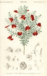 赤い leschenaultia、Leschenaultia formosa、1849 年 (彫刻) 作： Unbekannter Künstler
