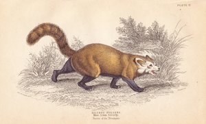 レッサーパンダ、Ailurus fulgens。絶滅危惧種。リンネ協会の標本より。エジンバラにあるWilliam Jardine