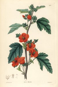 赤紫色 - グローブアオイ、Sphaeralcea miniata（朱色花アオイ、Malva miniata）。ジョン・リンドレーとロバート・スウィートの『観賞用花園と低木』より、エドウィン・ダルトン・スミスを模したウェッデルによる手彩色銅版画。 作： Unbekannter Künstler