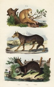 レッドスレンダーロリス（Loris tardigradus endangered）1、オオカミ（Canis lupus）2、ユーラシアカワウソ（Lutra lutra）3 作： Unbekannt