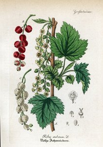 レッドカラント、Ribes rubrum。Dr. Willibald ArtusのHand-Atlas sammtlicher mediinisch-pharmaceutischer Gewachseより。 作： Unbekannter Künstler