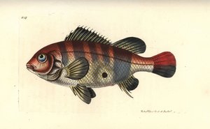 アカシマシラヒゲウツボ（Geophagus surinamensis）。リチャード・ポリドール・ノダーが描いたイラストとエングレーヴィング。George Shaw and Frederick Nodder