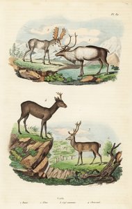 トナカイ（Rangifer tarandus）1、ヘラジカ（Alces alces）2、アカシカ（Cervus elaphus）3、ヨーロッパノドジカ（Capreolus capreolus）4 作： Unbekannt