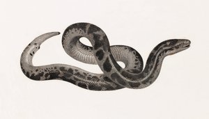 爬虫類。テベレの蛇 作： Unbekannt