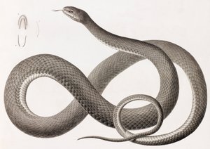 爬虫類：蛇のイラストをクローズアップした画像 作： Unbekannt