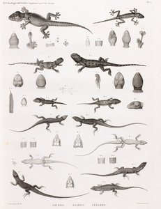 爬虫類：ヤモリ、アガメ、トカゲ 作： Unbekannt
