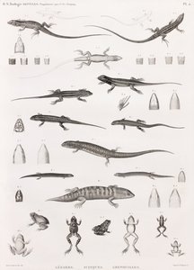 爬虫類：トカゲ、スキンク、カエルのイラストシリーズ 作： Unbekannt