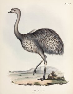 レア、南アメリカ、c 1832-1836 作： Unbekannter Künstler