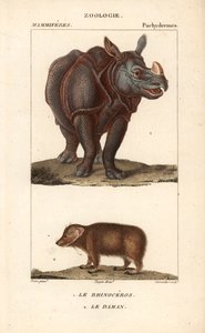 ジャン・ガブリエル・プレットル（1780-1845）作、カーノンケル版「Rhinoceros et daman ou clade - Eau forte」、ピエール・ジャン・フランソワ・トゥルパン（1775-1840）編、フレデリック・キュヴィエ著「自然科学辞典：哺乳類」（F.G.Levrault社、パリ）所収。 作： Unbekannter Künstler