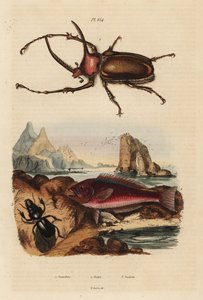コガネムシ、Golofa porteri 1、クレタ島のコガネムシ、Scarus creticus 2、Scarites buparius beetle 3 作： Unbekannt