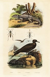 岩アガマと寄生イェーガー、1834-1839 (彫刻) 作： Unbekannter Künstler
