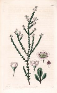 Rock thryptomene, Thryptomene saxicola (Southwest Australian rockery shrub) (Stony baeckea, Baeckea saxicola)。Samuel Curtis