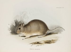 げっ歯類、c 1832-1836 作： Unbekannter Künstler