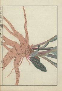 イヌラヘレニウムの根と茎。イエローヘッド。モッコウ。 作： Unbekannter Künstler