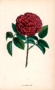 ローズ・デュ・ロワ、セーブルのスシェ氏によってポートランド・ローズ（Rosa portlandica）から育成された交配種。 作： Unbekannter Künstler