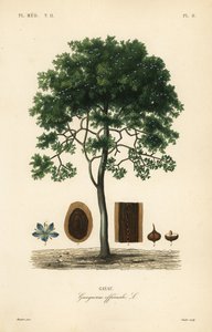 ラフバーク・リグナム・ビテーまたはガイアックウッド、Guaiacum officinale、ガヤック 作： Unbekannt