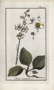 丸葉ピロール（Pyrola rotundifolia）。オランダ、ヨハネス・ゾーン（1739-1799）作 "Afbeelding der Artseny-Gewassen "からのリトグラフ。 作： Unbekannter Künstler