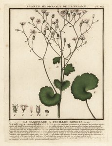 丸葉ユキノシタ、ユキノシタ rotundifolia。 作： Unbekannter Künstler
