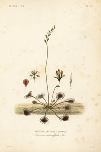 丸葉サンデューまたはコモンサンデュー, Drosera rotundifolia, Droserie a feuilles rondes 作： Unbekannt