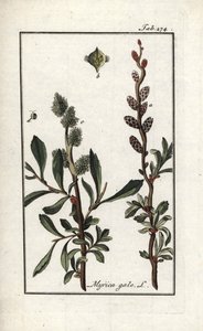 ロイヤル・ペッパーまたはマーシュ・マートル（Myrica gale）。オランダ、ヨハネス・ゾーン（1739-1799）作 "Afbeelding der Artseny-Gewassen "よりリトグラフ。 作： Unbekannter Künstler