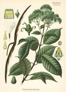 ゴムの木、Urceola elastica。ヘルマン・アドルフ・ケーラー著『Medicinal Plants』（グスタフ・パブスト編、ケーラー社、ドイツ）の植物図版をもとにしたクロモリトグラフ。