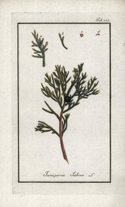 セイヨウネズ（Juniperus sabina）。オランダ、ヨハネス・ゾーン（1739-1799）作「Afbeelding der Artseny-Gewassen」のリトグラフ。 作： Unbekannter Künstler