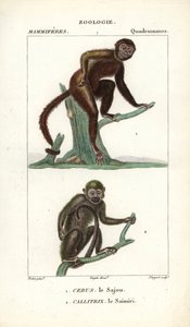 サジュー、サフォガノ、オマキザル、サイミリ、リスザル - ジャン・ガブリエル・プレットル（1780-1845）作、カルノンケル版、ピエール・ジャン・フランソワ・トゥルパン（1775-1840）編集、フレデリック・キュヴィエ著「自然科学辞典：哺乳類」掲載。