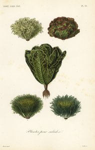 サラダの野菜、サラダのための植物 作： Unbekannt