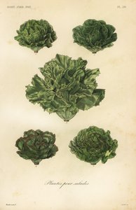 サラダの野菜、サラダのための植物 作： Unbekannt