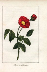 緋色のプロヴァンス・ピンク、プロヴァンのバラ、ロサ・ガリカ。1815年頃、パリの "Hommage rendu a la Rose "に掲載されたプリュドム女史の挿絵の手彩色銅版画。バラの歴史と12点の植物細密画が掲載されたギフトブック。 作： Unbekannter Künstler