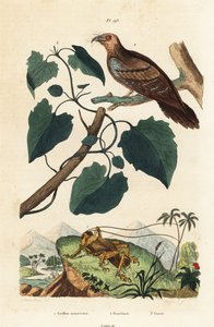 Schizodactylus monstrosus コオロギ1、油鳥Steatornis caripensis 2、ミカニア・グアコのつる3 作： Unbekannt