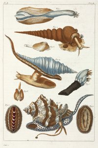 海の生き物