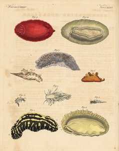 ウミウシPhyllidia varicosa 1,2、Tergipes limacina 3,4、Aeolidia papillosa 5、Scyllaea pelagica 6、Tritonia hombergii 7、Polycera quadrilineata 8、Platydoris argo 9,10。フリードリッヒ・ヨハン・ベルトゥッフの『Bilderbuch fur』からの手彩色銅版画。 作： Unbekannter Künstler