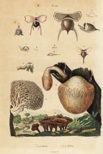 カタツムリ（Diacavolinia limbata、Diacria trispinosa）1～10匹、キノコ（Hydnum）ハリタケ（Hydnum repandum）14匹、サンゴの歯のキノコ（Hericium coralloides）12匹など 作： Unbekannt