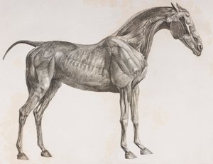 馬の第二解剖層、側面図 作： Unbekannt