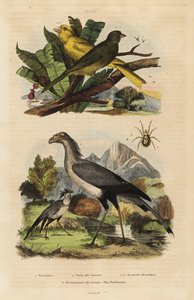 秘書鳥、射手座、野生のカナリアと飼いならされたカナリア、Serinus canaria 作： Unbekannt