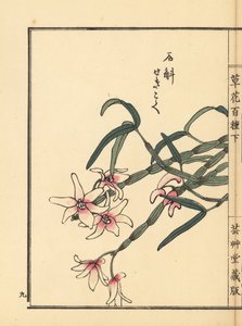セッコク、モウセンゴケ。河野梅嶺の手彩色木版画『草花百種』より 東京・山田 作： Unbekannter Künstler