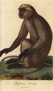 Semnopitheque entelle - 灰色ラングールまたはハヌマンラングール、Semnopithecus entellus（Dufresne