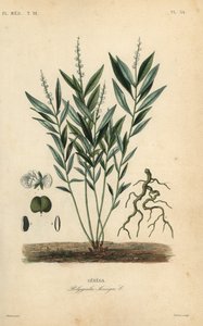 セネカ・スネークルートまたはガラガラ・ルート、Polygala senega、Senega 作： Unbekannt