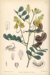 セネガル・センナ、イタリアン・センナまたはポートロイヤル・センナ、センナ・イタリカ（Cassia obovata）。Robert Bentley and Henry Trimen