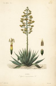 Sentry plant, century plant, maguey or American aloe, Agave americana, Agave 作： Unbekannt