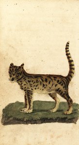サーバル、Leptailurus serval.、1800年（彫刻） 作： Unbekannter Künstler