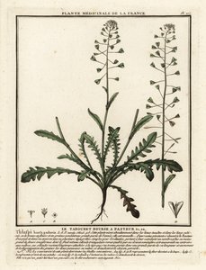 羊飼いの財布、Capsella bursa-pastoris。 作： Unbekannter Künstler