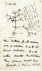 チャールズ・ダーウィン（1809-1882）の最初のノート「種の変容」からのスケッチ：これは彼の進化論に言及した最初の図である。1837 作： Unbekannter Künstler